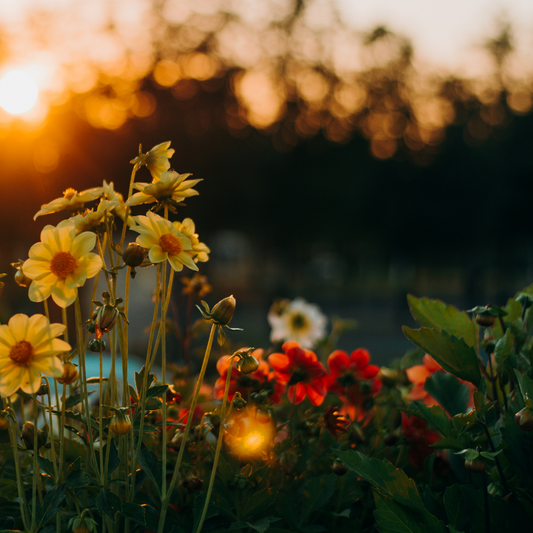 Rooted with Ground & Grow | September Edition