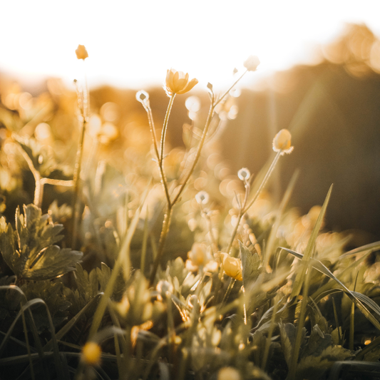 Rooted with Ground & Grow | August Edition