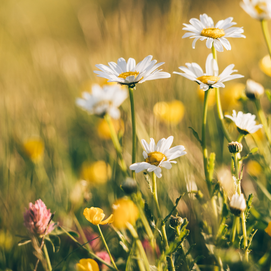 Rooted with Ground & Grow | June Edition